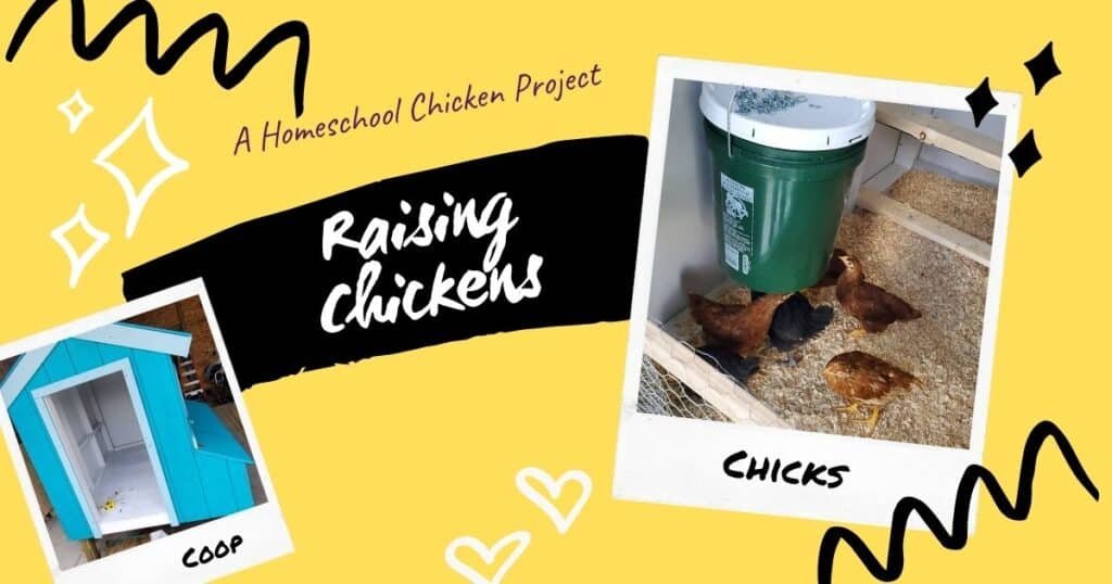 Raising Chickens A Homeschool Project