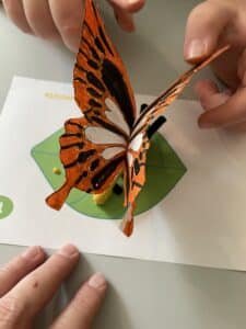 BookShark Science Level D Butterfly model.